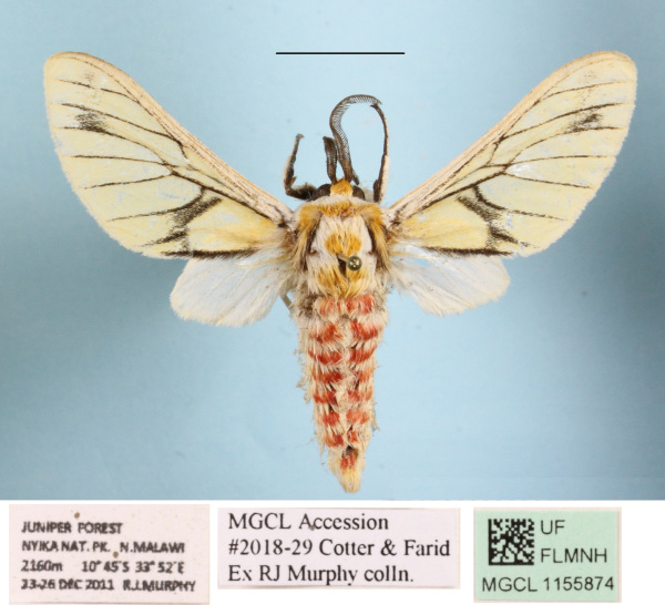 /filer/webapps/moths/media/images/R/rubrostriata_Callobalacra_A_MGCLa_02.JPG