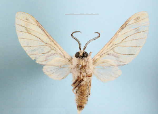 /filer/webapps/moths/media/images/R/rubrostriata_Callobalacra_A_MGCLb_01.JPG