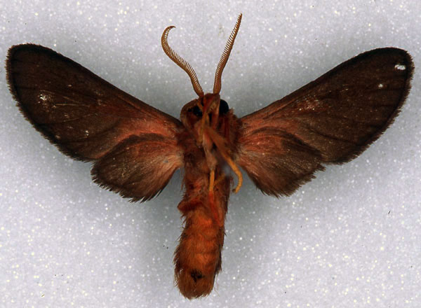 /filer/webapps/moths/media/images/R/rubrosuffusa_Rhipidarctia_HT_RMCA_02.jpg