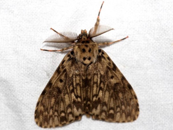 /filer/webapps/moths/media/images/R/rubroviridis_Lymantria_A_Grimm.jpg