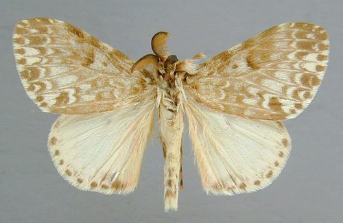 /filer/webapps/moths/media/images/R/rubroviridis_Lymantria_A_RMCA_02.jpg