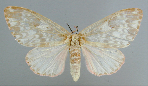 /filer/webapps/moths/media/images/R/rubroviridis_Lymantria_A_RMCA_03.jpg
