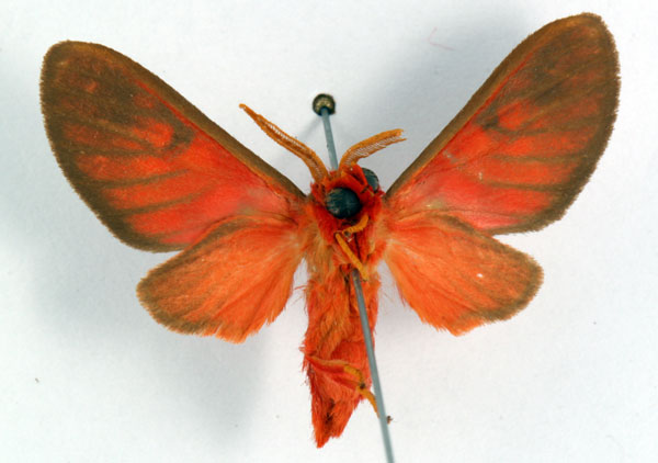 /filer/webapps/moths/media/images/R/rubrovitta_Rhipidarctia_AM_Ochse_02.jpg