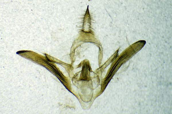 /filer/webapps/moths/media/images/R/rubrovitta_Rhipidarctia_GM_ZSM.jpg