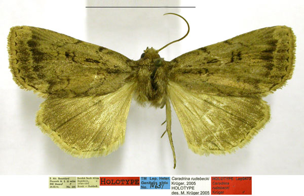 /filer/webapps/moths/media/images/R/rudebecki_Caradrina_HT_TMSA.jpg