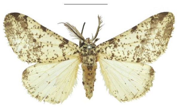 /filer/webapps/moths/media/images/R/rudicornis_Hameopis_HT_NHMUK.jpg
