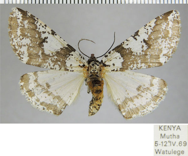 /filer/webapps/moths/media/images/R/rudicornis_Rhodophthitus_AF_ZSM.jpg