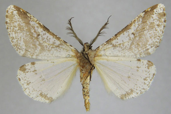 /filer/webapps/moths/media/images/R/rudicornis_Rhodophthitus_AM_ZSMb.jpg