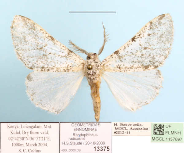/filer/webapps/moths/media/images/R/rudicornis_Rhodophthitus_A_MGCL_01.JPG