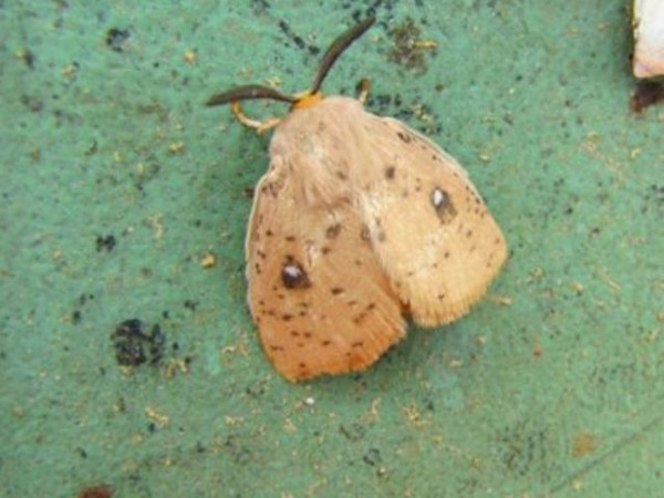 /filer/webapps/moths/media/images/R/rudis_Chrysopoloma_A_Stanton.jpg