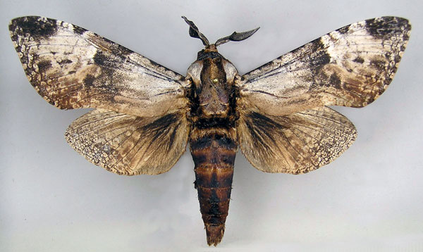 /filer/webapps/moths/media/images/R/rudis_Macrocossus_A_Yakovlev.jpg