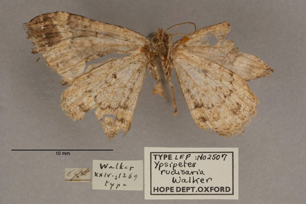 /filer/webapps/moths/media/images/R/rudisaria_Ypsipetes_HT_OUMNH_02.jpg