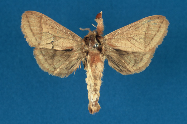 /filer/webapps/moths/media/images/R/rudolphi_Haberlandia_HT_RMCA.jpg