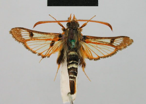 /filer/webapps/moths/media/images/R/rufa_Alonina_HT_BMNH.jpg