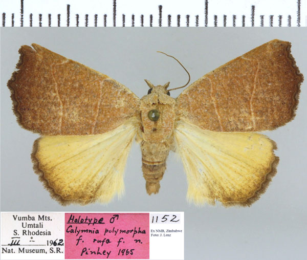 /filer/webapps/moths/media/images/R/rufa_Cosmia_HT_NMB.jpg