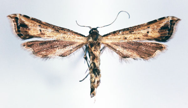 /filer/webapps/moths/media/images/R/rufa_Ochyrotica_AF_MNHN.jpg