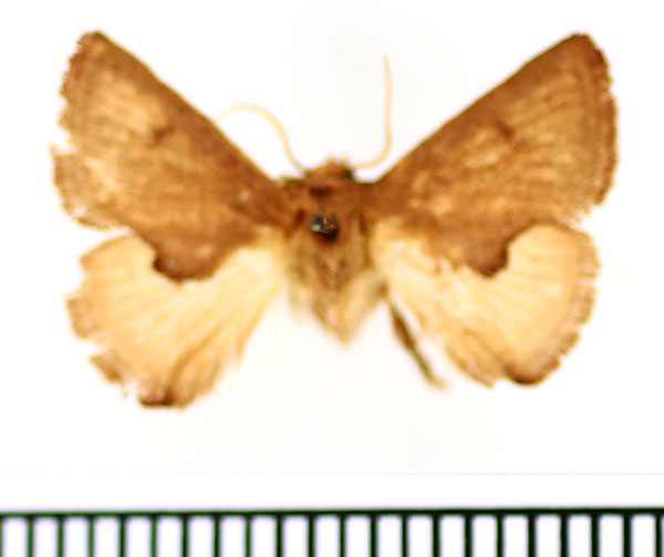 /filer/webapps/moths/media/images/R/rufa_Trachyptena_AM_BMNH.jpg
