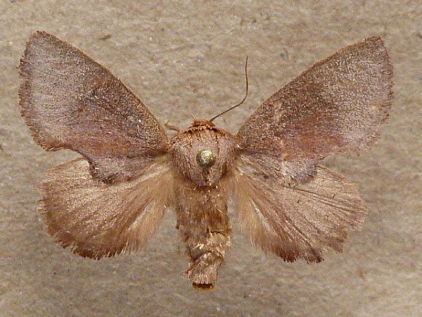 /filer/webapps/moths/media/images/R/rufa_Trachyptena_A_Butler.jpg
