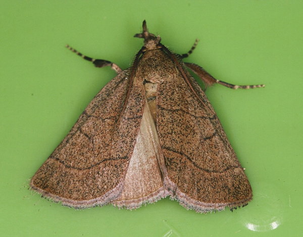 /filer/webapps/moths/media/images/R/rufalis_Prosaris_A_Roland_01.jpg