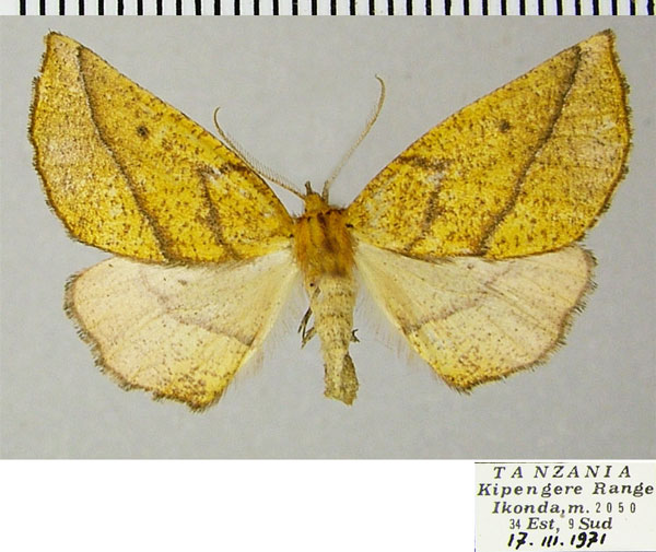 /filer/webapps/moths/media/images/R/rufaria_Drepanogynis_AF_ZSMa.jpg