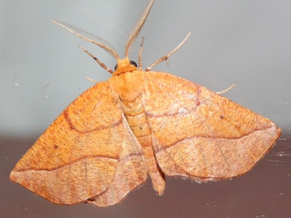 /filer/webapps/moths/media/images/R/rufaria_Drepanogynis_A_Grobler.jpg