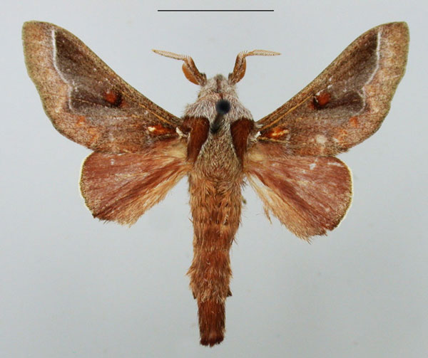 /filer/webapps/moths/media/images/R/rufaria_Streblote_AM_TMSA.jpg