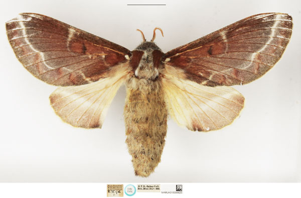 /filer/webapps/moths/media/images/R/rufaria_Taragama_STF_NHMUK.jpg