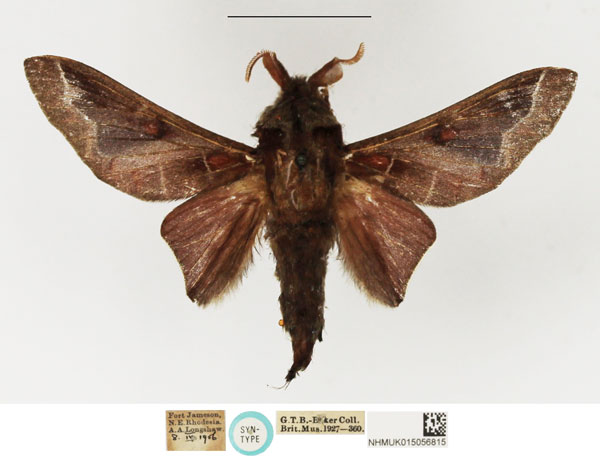 /filer/webapps/moths/media/images/R/rufaria_Taragama_STM_NHMUK.jpg