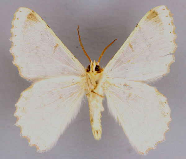 /filer/webapps/moths/media/images/R/rufata_Pingasa_A_ZSM_02.jpg