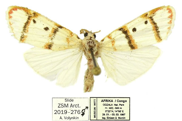 /filer/webapps/moths/media/images/R/rufeola_Cyana_AM_ZSM.jpg