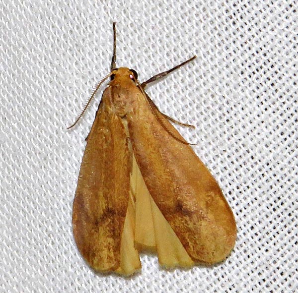 /filer/webapps/moths/media/images/R/rufeola_Hypagoptera_A_Braun_01.jpg