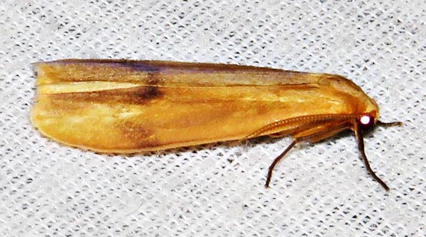 /filer/webapps/moths/media/images/R/rufeola_Hypagoptera_A_Braun_02.jpg