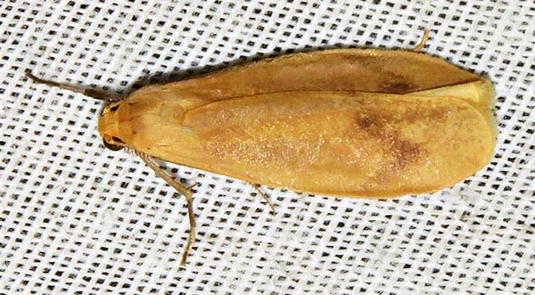 /filer/webapps/moths/media/images/R/rufeola_Hypagoptera_A_Braun_03.jpg