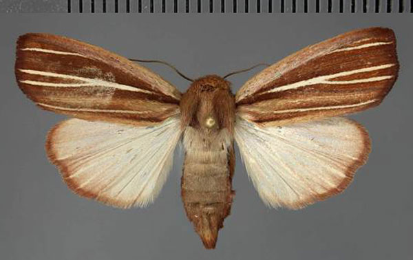 /filer/webapps/moths/media/images/R/rufescenoides_Leucania_AF_Fiebig.jpg