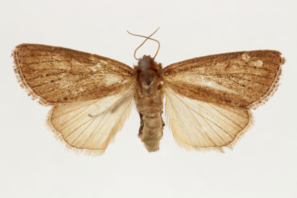 /filer/webapps/moths/media/images/R/rufescens_Aspidifrontia_AF_RMCA.jpg