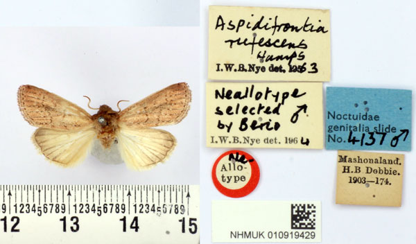 /filer/webapps/moths/media/images/R/rufescens_Aspidifrontia_NAT_BMNH.jpg