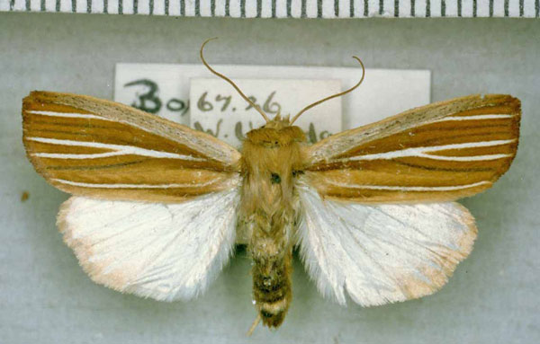 /filer/webapps/moths/media/images/R/rufescens_Borolia_AM_BMNH.jpg