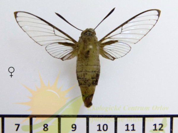 /filer/webapps/moths/media/images/R/rufescens_Cephonodes_AF_SMCR_02.jpg