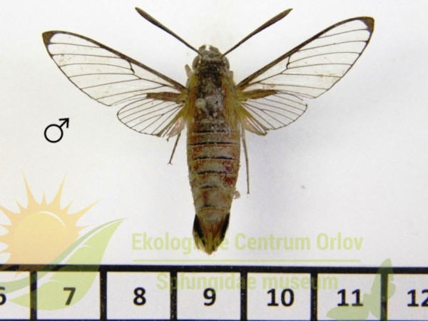 /filer/webapps/moths/media/images/R/rufescens_Cephonodes_AM_SMCR_01.jpg