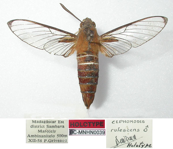 /filer/webapps/moths/media/images/R/rufescens_Cephonodes_HT_MNHN.jpg