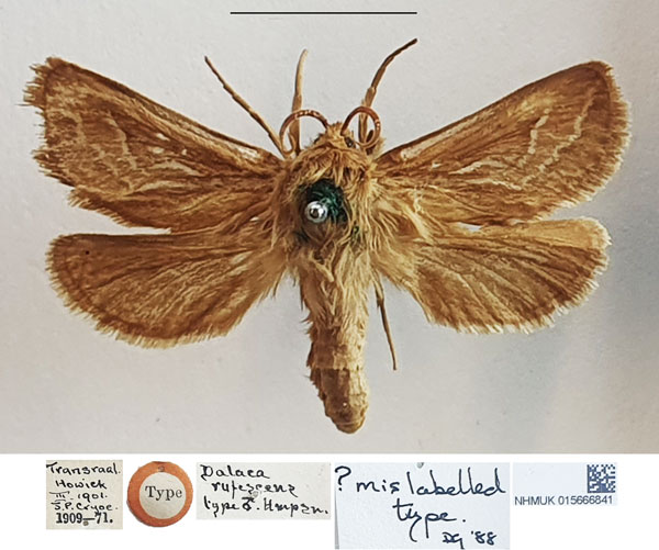 /filer/webapps/moths/media/images/R/rufescens_Dalaca_AM_NHMUK.jpg