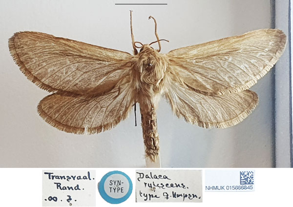/filer/webapps/moths/media/images/R/rufescens_Dalaca_STF_NHMUK_01.jpg