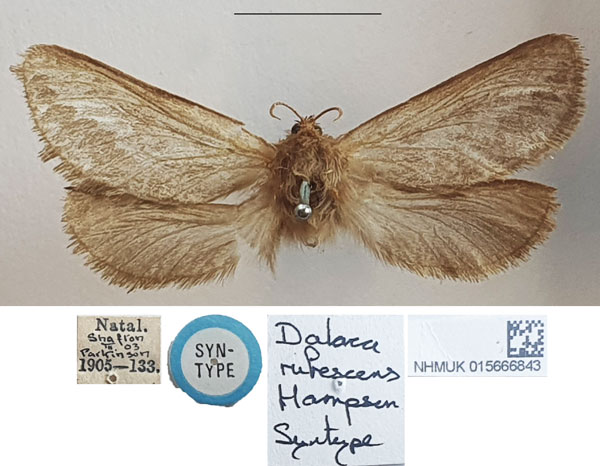 /filer/webapps/moths/media/images/R/rufescens_Dalaca_STF_NHMUK_02.jpg