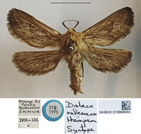 /filer/webapps/moths/media/images/R/rufescens_Dalaca_STM_NHMUK_01.jpg