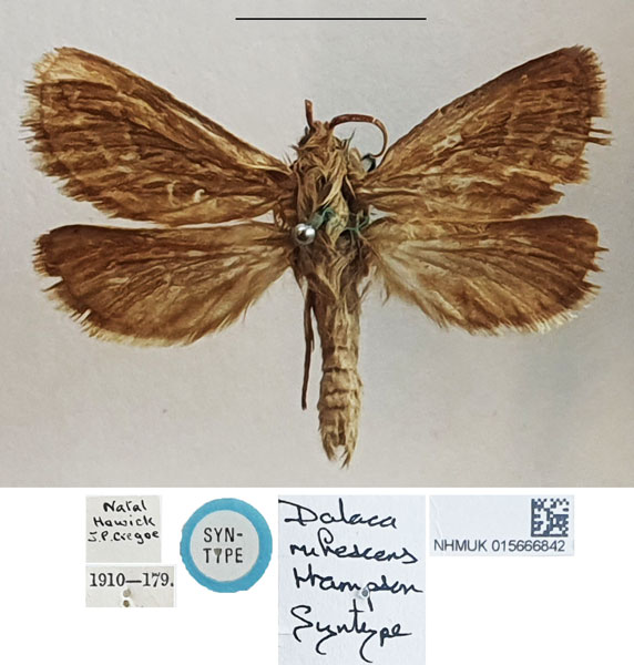 /filer/webapps/moths/media/images/R/rufescens_Dalaca_STM_NHMUK_02.jpg