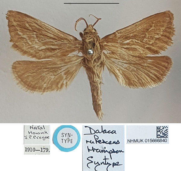 /filer/webapps/moths/media/images/R/rufescens_Dalaca_STM_NHMUK_03.jpg