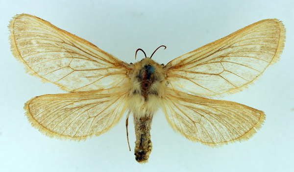 /filer/webapps/moths/media/images/R/rufescens_Eudalaca_AF_TMSA.jpg