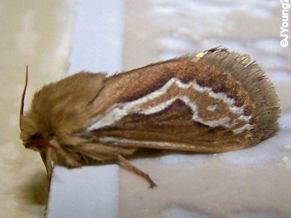 /filer/webapps/moths/media/images/R/rufescens_Eudalaca_A_Young.jpg
