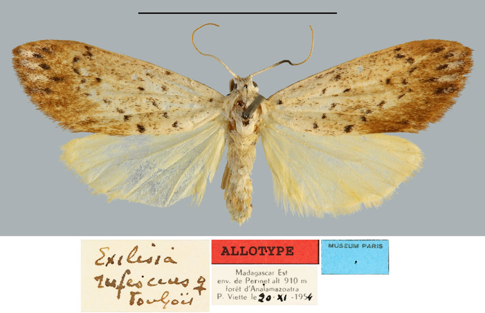/filer/webapps/moths/media/images/R/rufescens_Exilisia_AT_MNHN.jpg