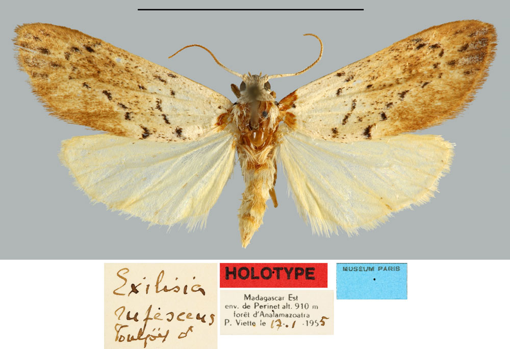 /filer/webapps/moths/media/images/R/rufescens_Exilisia_HT_MNHN.jpg